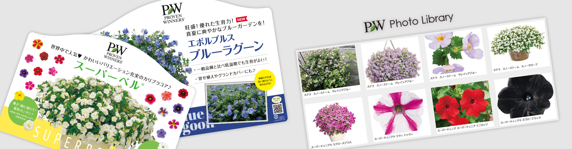 フォトライブラリ利用規約 – HakusanBIZ｜ハクサンビズ｜花き生産